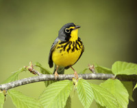 Canada Warbler Cardellina canadensis