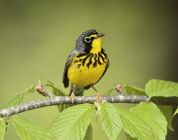 Canada Warbler Cardellina canadensis