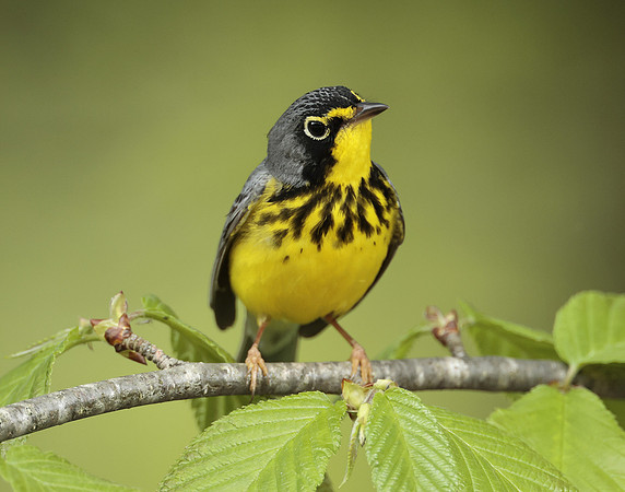 Canada Warbler Cardellina canadensis