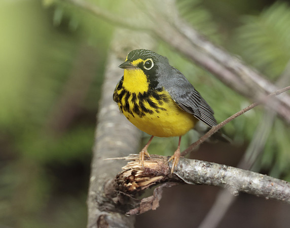 Canada Warbler Cardellina canadensis
