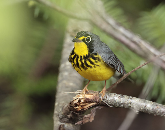 Canada Warbler Cardellina canadensis