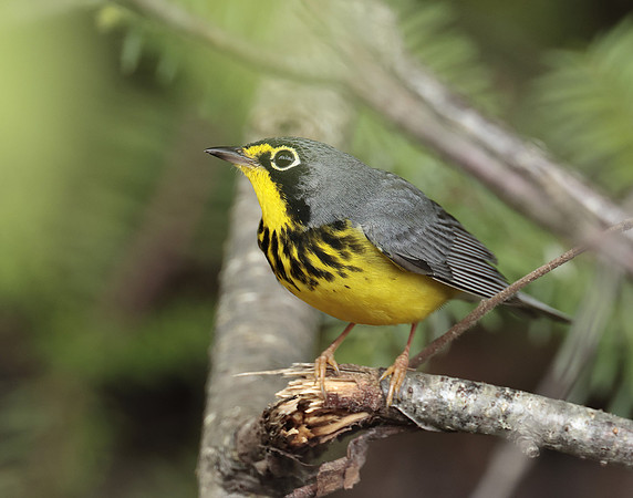 Canada Warbler Cardellina canadensis