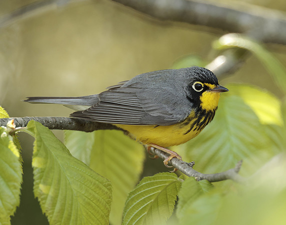 Canada Warbler Cardellina canadensis