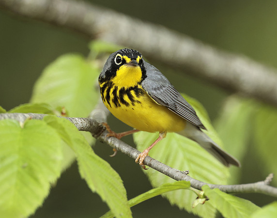 Canada Warbler Cardellina canadensis