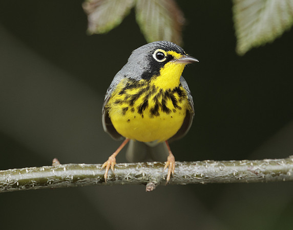 Canada Warbler Cardellina canadensis