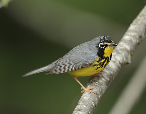 Canada Warbler Cardellina canadensis