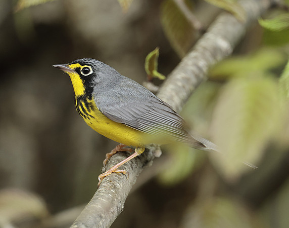 Canada Warbler Cardellina canadensis
