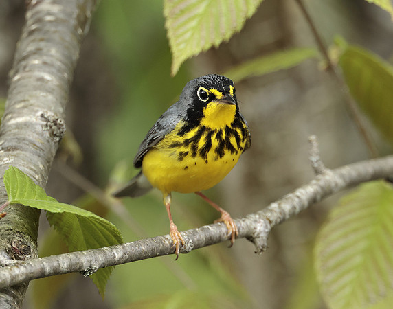 Canada Warbler Cardellina canadensis