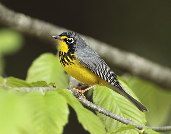 Canada Warbler Cardellina canadensis
