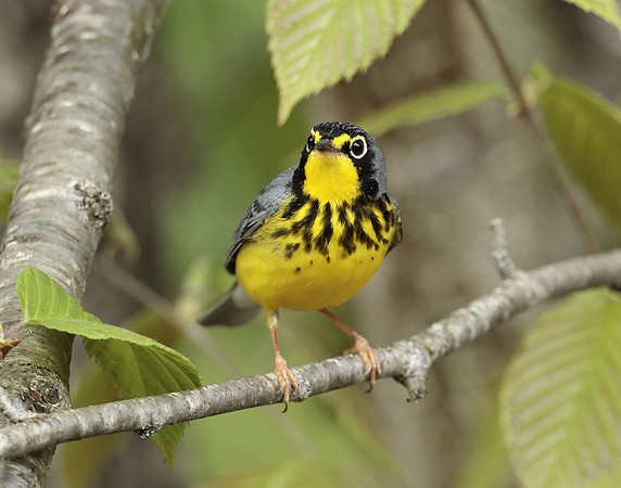 Canada Warbler Cardellina canadensis