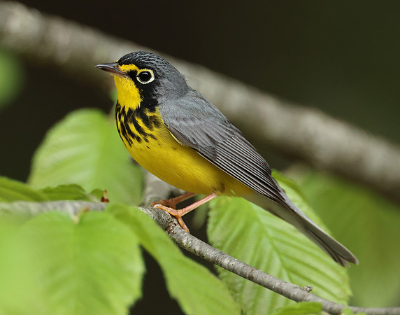 Canada Warbler Cardellina canadensis