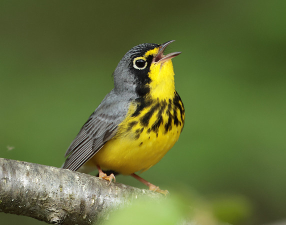 Canada Warbler Cardellina canadensis