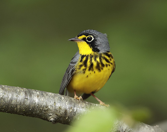 Canada Warbler Cardellina canadensis