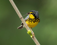 Canada Warbler Cardellina canadensis