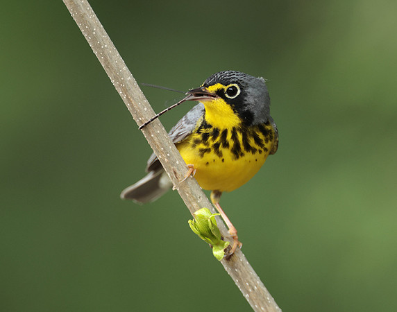 Canada Warbler Cardellina canadensis