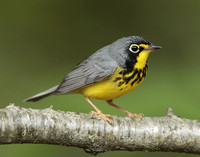 Canada Warbler Cardellina canadensis
