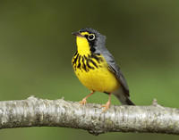 Canada Warbler Cardellina canadensis