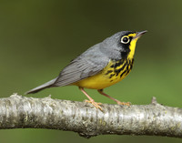 Canada Warbler Cardellina canadensis