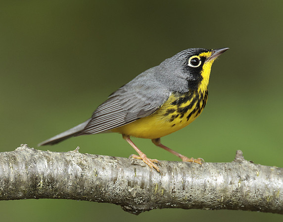 Canada Warbler Cardellina canadensis
