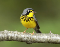 Canada Warbler Cardellina canadensis