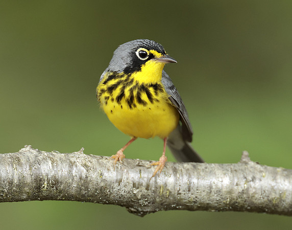 Canada Warbler Cardellina canadensis