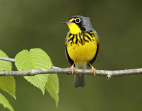 Canada Warbler Cardellina canadensis