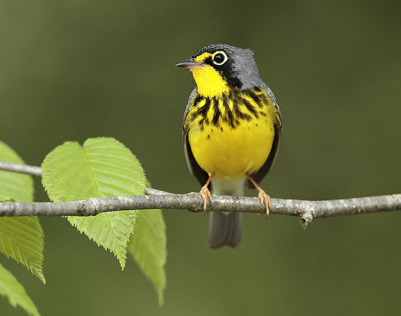 Canada Warbler Cardellina canadensis