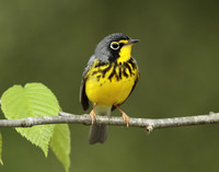 Canada Warbler Cardellina canadensis