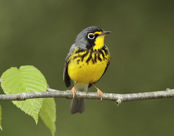 Canada Warbler Cardellina canadensis