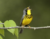 Canada Warbler Cardellina canadensis