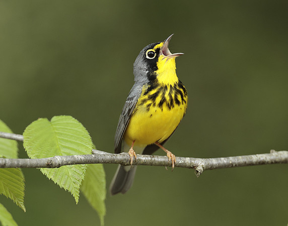 Canada Warbler Cardellina canadensis