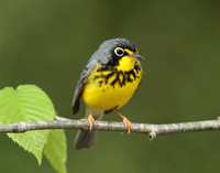 Canada Warbler Cardellina canadensis