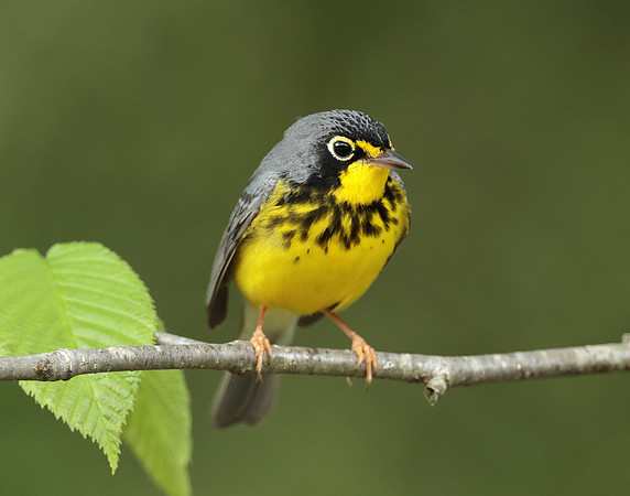 Canada Warbler Cardellina canadensis