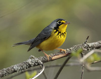 Canada Warbler Cardellina canadensis