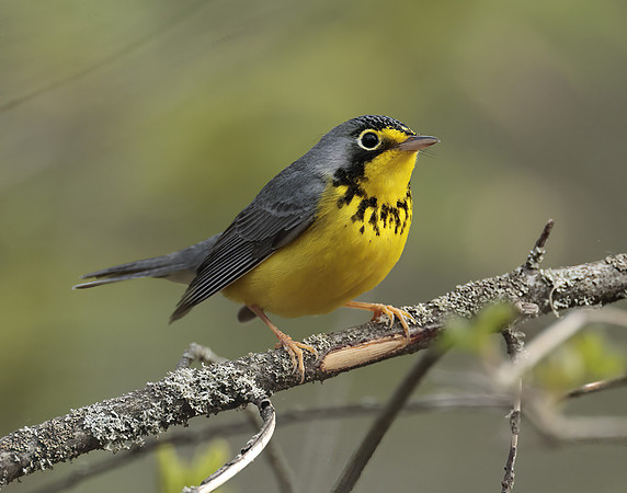 Canada Warbler Cardellina canadensis