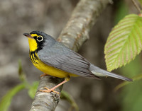 Canada Warbler Cardellina canadensis