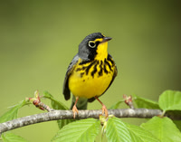 Canada Warbler Cardellina canadensis