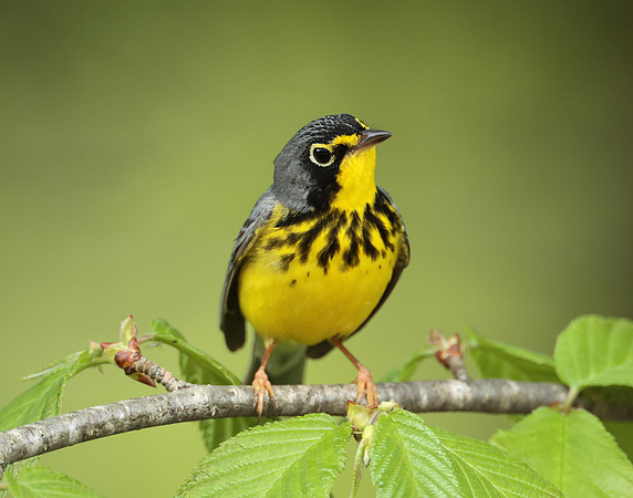Canada Warbler Cardellina canadensis