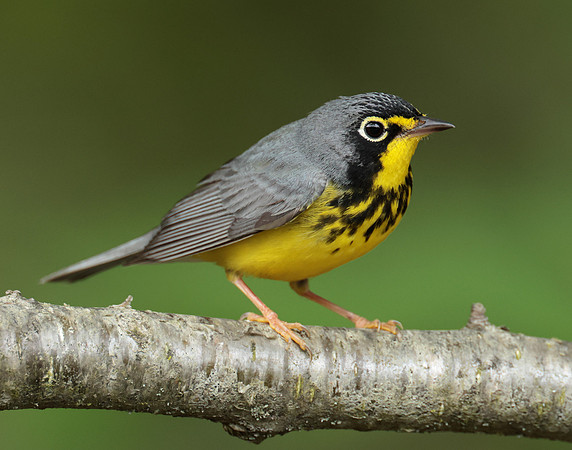Canada Warbler Cardellina canadensis