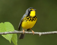 Canada Warbler Cardellina canadensis