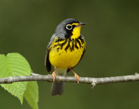 Canada Warbler Cardellina canadensis