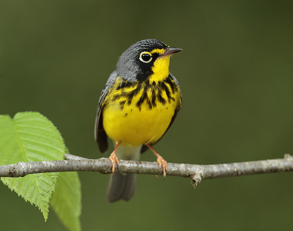 Canada Warbler Cardellina canadensis