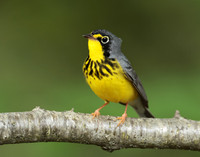 Canada Warbler Cardellina canadensis