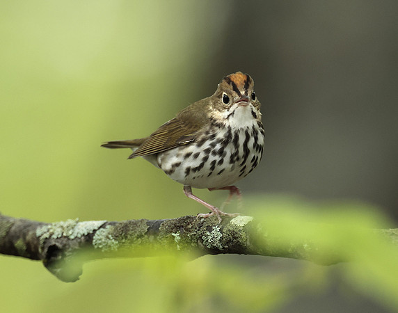 Ovenbird Seiurus aurocapilla