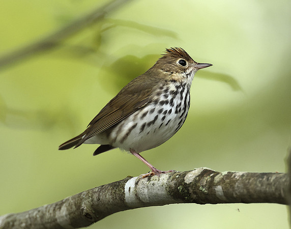 Ovenbird Seiurus aurocapilla