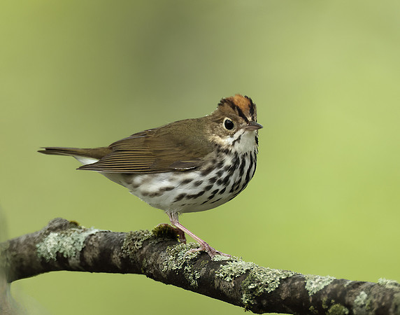 Ovenbird Seiurus aurocapilla