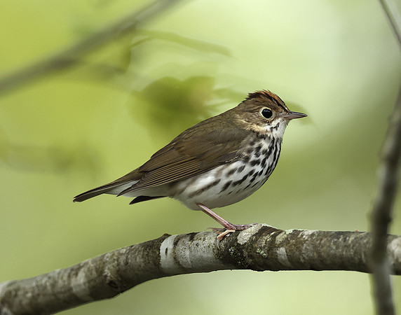 Ovenbird Seiurus aurocapilla
