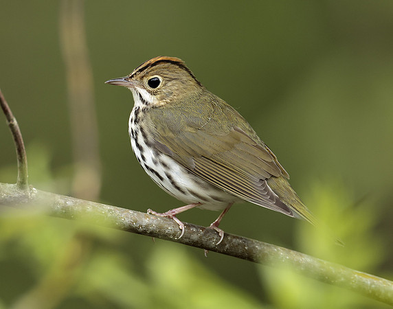 Ovenbird Seiurus aurocapilla