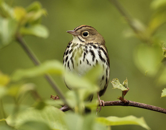 Ovenbird Seiurus aurocapilla