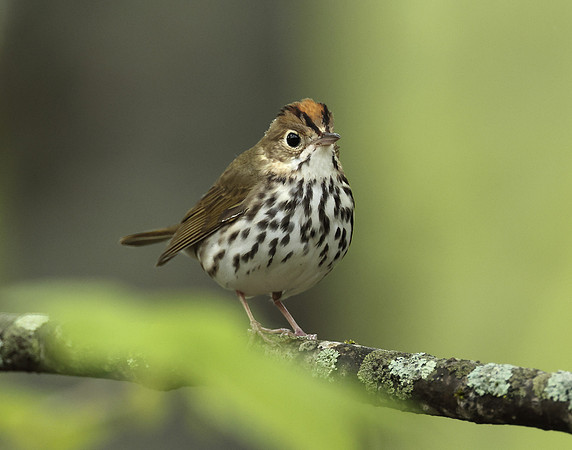 Ovenbird Seiurus aurocapilla